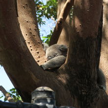 眠っているコアラを見ることができました．