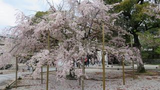 名勝　渉成園の紅枝垂れ桜と庭園