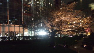 桜の時期はそんなに混雑してないので、おすすめです