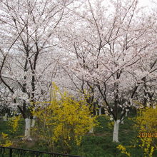 日本桜が咲いています。黄色はレンギョー