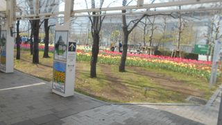 お台場の大きな公園