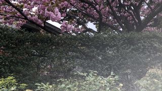 桜が満開
