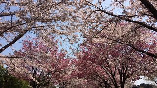 桜の名所でもあります