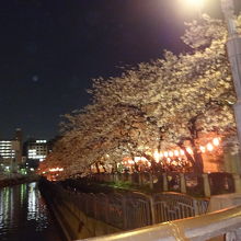 夜桜