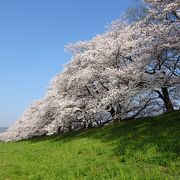 1.4kmの桜のトンネル (^-^)g"