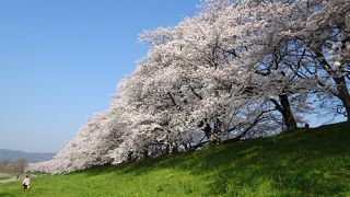 1.4kmの桜のトンネル (^-^)g"