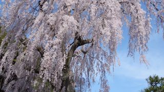 喜多家しだれ桜