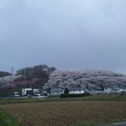 ピンクの桜の山になります。