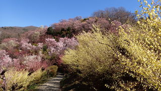 花木の競演が素晴らしい