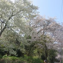 鎌倉山桜並木