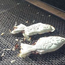 天然物の白い鯛焼き