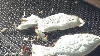 白い鯛焼き屋さんです