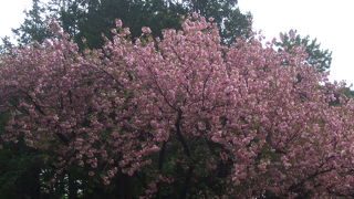子どもはサッカーやってて、大人はペタンクしてる