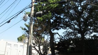 都会の中心にこのような立派な松の木を保存していることに敬意を表したいと思いました。