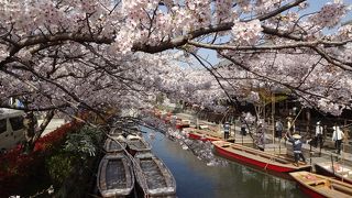 天気もよく、桜も柳もきれいで最高に良い川下りだった。