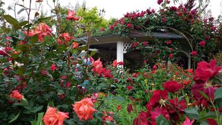 １７００品種２０００株の色とりどりのバラでとても華やかでした。