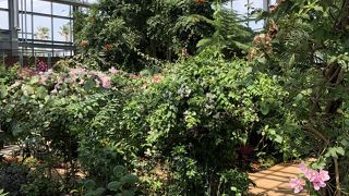 ４０℃の温室に南国の植物が