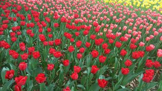 圧巻のチューリップ