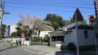 南国の雰囲気が漂い桜満開で見ごたえあります。