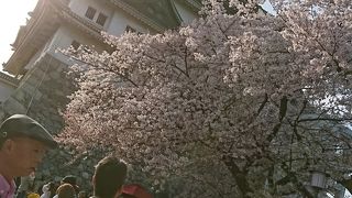 桜が見事でした！