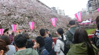 期待外れのサクラ景色