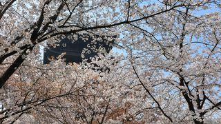 桜満開の東寺