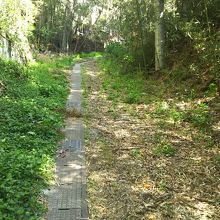 山道がけっこうきついかも！