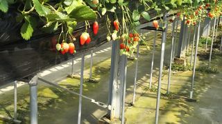 ストロベリーファーム 太田農園