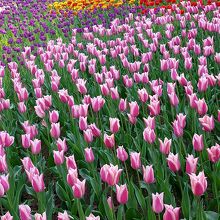 チューリップ