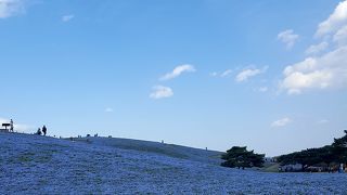 ネモフィラ！！