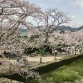 桜の季節におすすめ