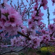 桃の花が咲き誇っています