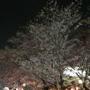 いつもより早い西公園の夜桜花見です。