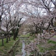 市の池公園に桜を見に行きました(2)（再挑戦）