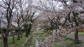 市の池公園に桜を見に行きました(2)（再挑戦）