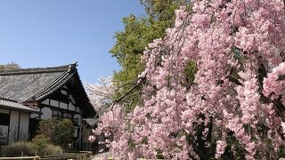 桜の季節には立ち寄っても良いかも