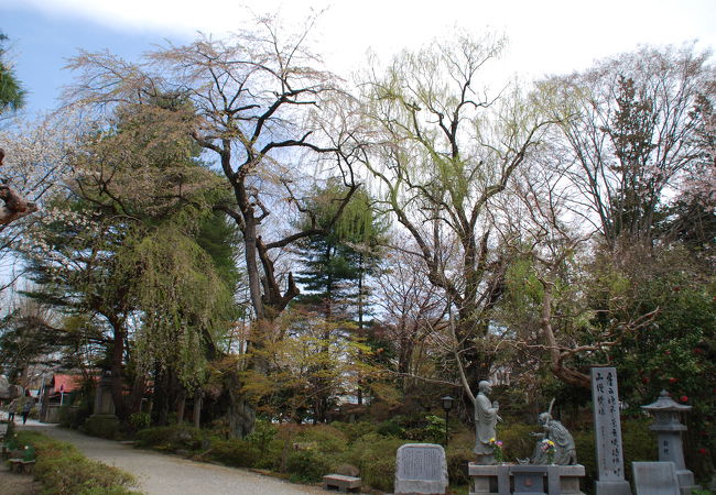 結城桜