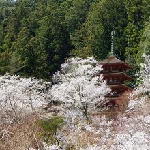 桜に包まれるような五重塔