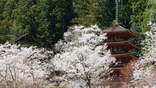 桜の季節も絵になります