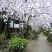 枝垂桜が綺麗です