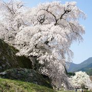 本当に見事な滝桜