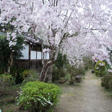 境内の紅枝垂桜