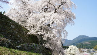 本当に見事な滝桜