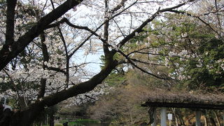 田園調布の端の窪地にある自然豊かな公園