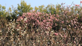 観梅にはちょっと遅かった