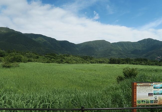 仙石原湿原植物群落 クチコミ アクセス 営業時間 仙石原 フォートラベル