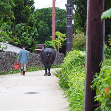 水牛の散歩