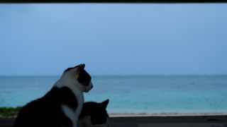 猫だらけのビーチ