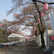 前半の桜まつりは羽村橋周辺が会場。