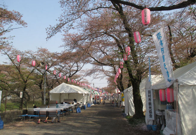 前半の桜まつりは羽村橋周辺が会場。